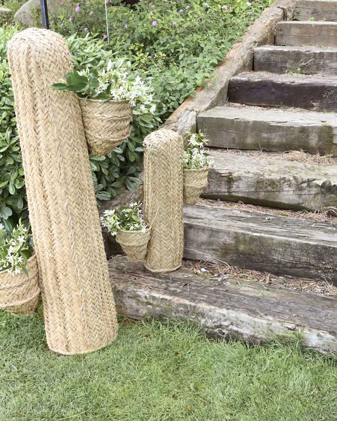 Cactus sparte avec deux pots et une structure en bois massif en différentes tailles